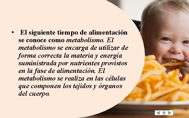  • El siguiente tiempo de alimentación se conoce como metabolismo. El metabolismo se