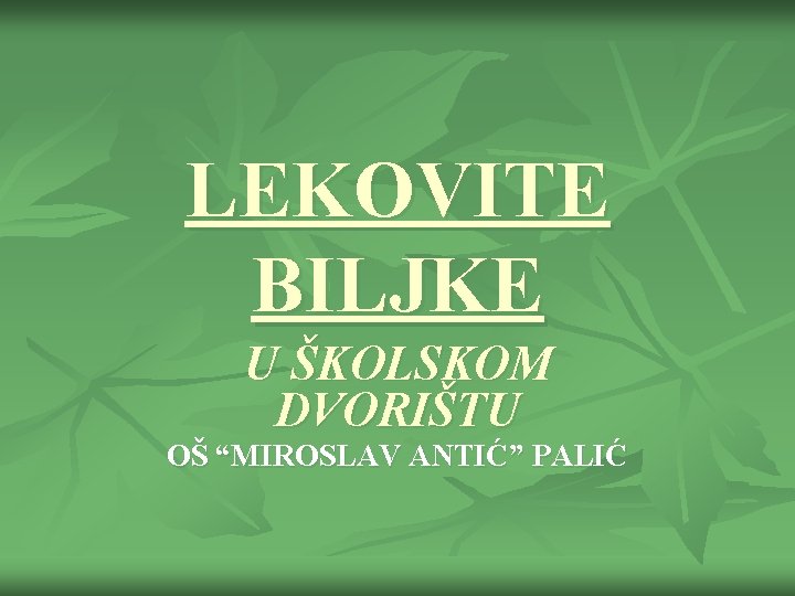 LEKOVITE BILJKE U ŠKOLSKOM DVORIŠTU OŠ “MIROSLAV ANTIĆ” PALIĆ 