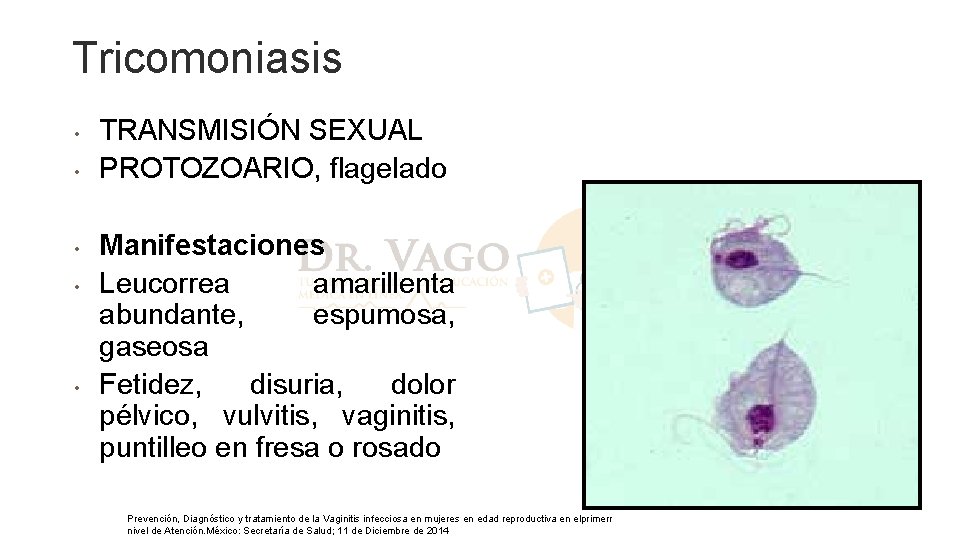 Tricomoniasis • • • TRANSMISIÓN SEXUAL PROTOZOARIO, flagelado Manifestaciones Leucorrea amarillenta abundante, espumosa, gaseosa Tricomoniasis • • • TRANSMISIÓN SEXUAL PROTOZOARIO, flagelado Manifestaciones Leucorrea amarillenta abundante, espumosa, gaseosa