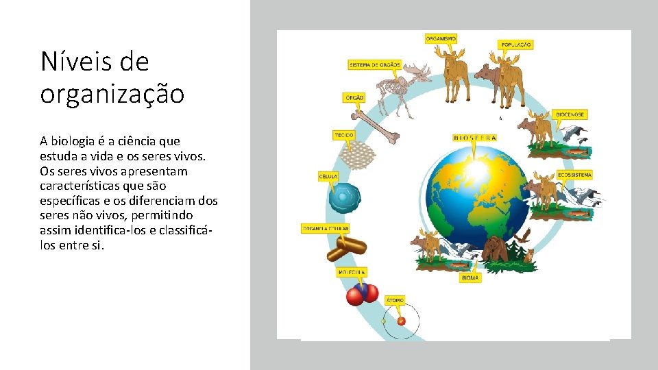 Níveis de organização A biologia é a ciência que estuda a vida e os