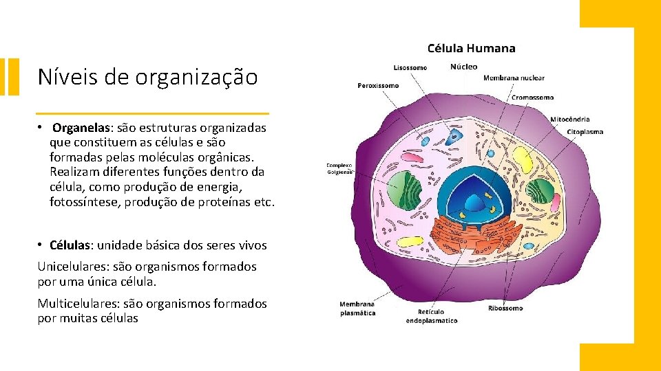 Níveis de organização • Organelas: são estruturas organizadas que constituem as células e são