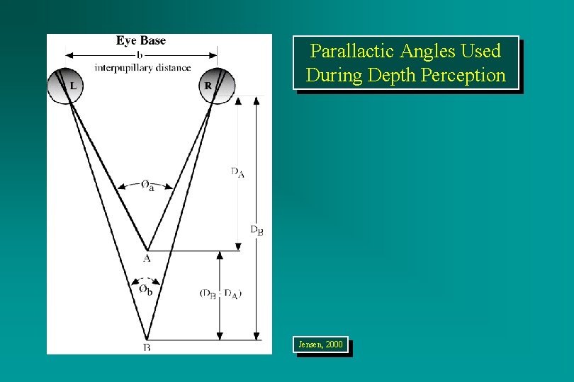 0. 119” 59. 1’ Parallactic Angles Used During Depth Perception Jensen, 2000 