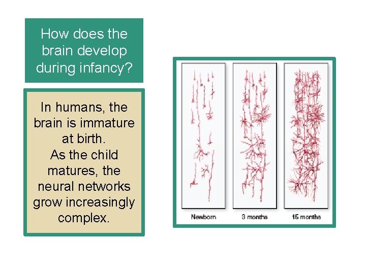 How does the brain develop during infancy? In humans, the brain is immature at