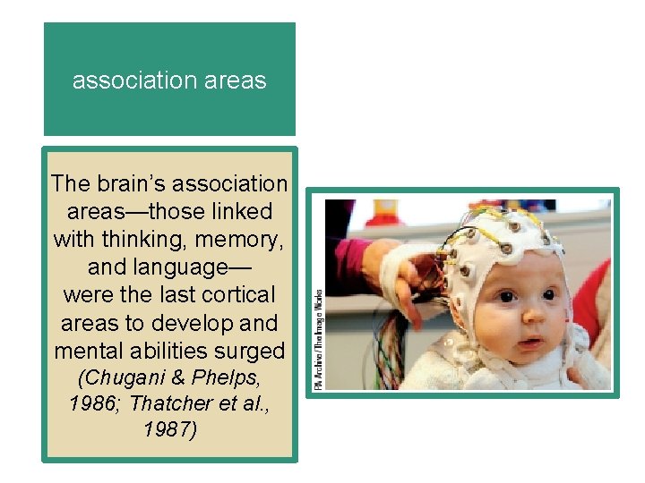 association areas The brain’s association areas—those linked with thinking, memory, and language— were the