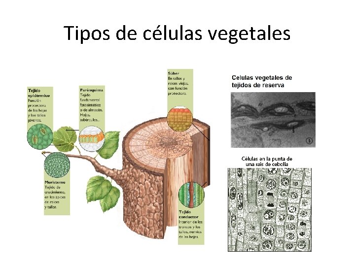 Tipos de células vegetales 