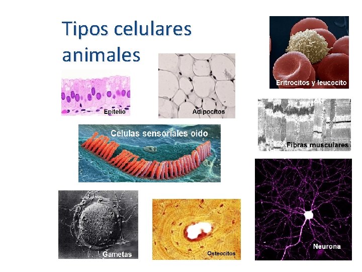 Tipos celulares animales 