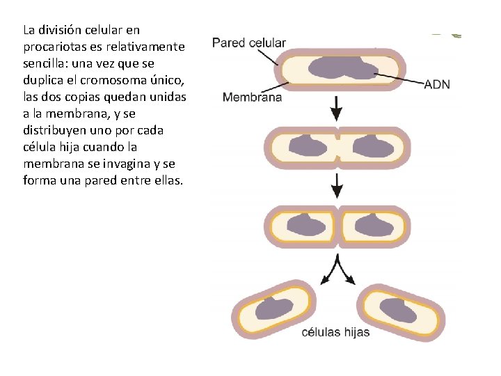 La división celular en procariotas es relativamente sencilla: una vez que se duplica el