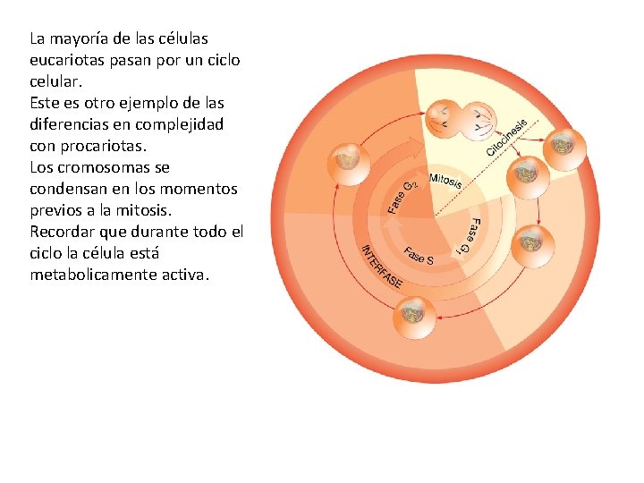 La mayoría de las células eucariotas pasan por un ciclo celular. Este es otro