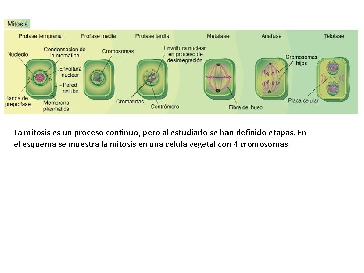 La mitosis es un proceso continuo, pero al estudiarlo se han definido etapas. En