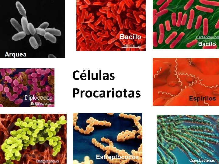 Células Procariotas 