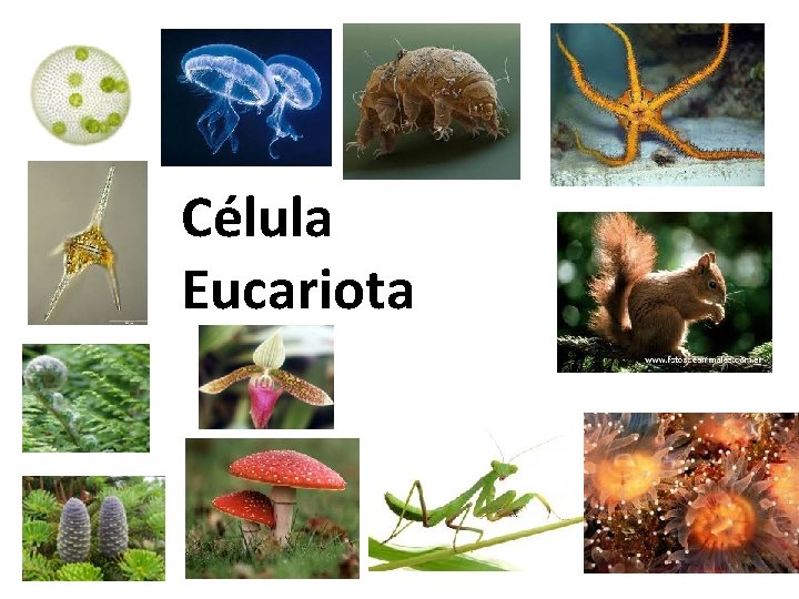 Célula Eucariota 