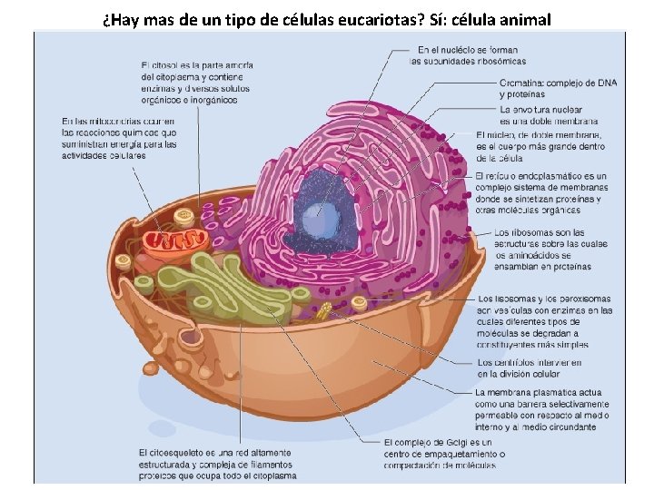 ¿Hay mas de un tipo de células eucariotas? Sí: célula animal 