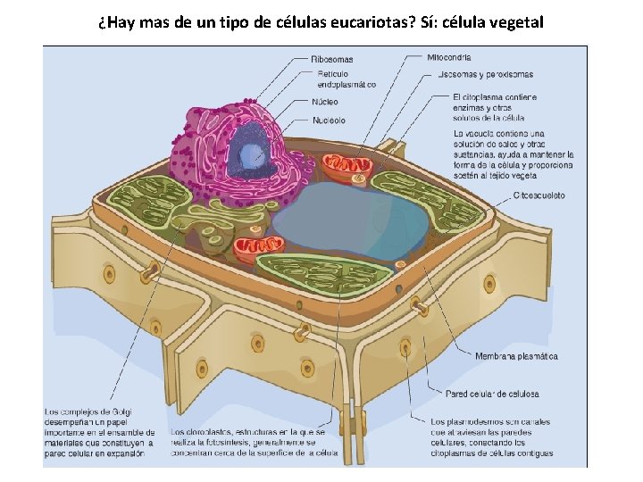 ¿Hay mas de un tipo de células eucariotas? Sí: célula vegetal 