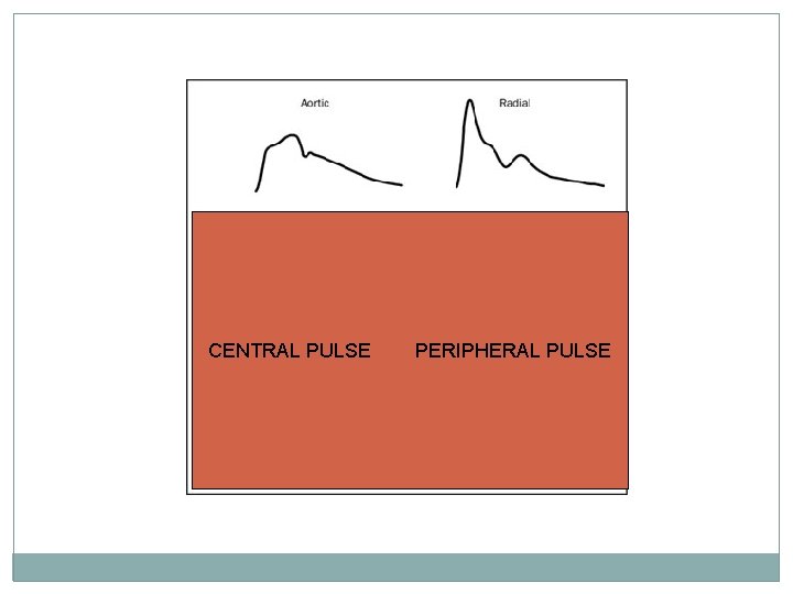 CENTRAL PULSE PERIPHERAL PULSE 