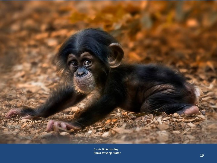 A cute little monkey Photo by Sonja Probst 19 