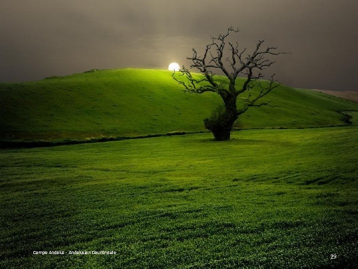 Campo Andaluz - Andalusian Countryside 29 
