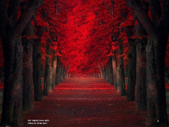 Red maples trees path. Photo by Ildiko Neer 4 