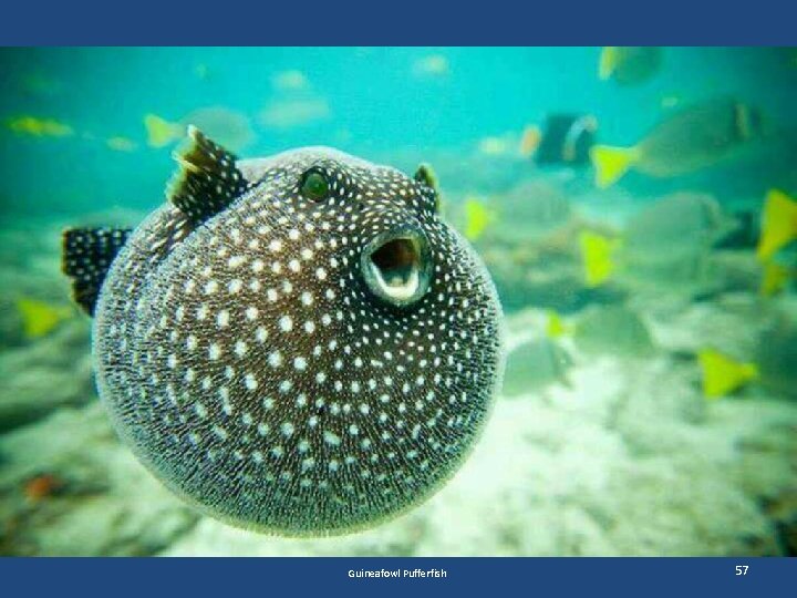 Guineafowl Pufferfish 57 