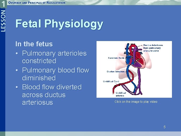 Fetal Physiology In the fetus • Pulmonary arterioles constricted • Pulmonary blood flow diminished