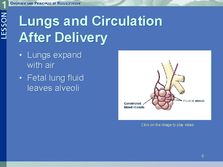 Lungs and Circulation After Delivery • Lungs expand with air • Fetal lung fluid