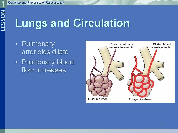 Lungs and Circulation • Pulmonary arterioles dilate • Pulmonary blood flow increases 7 