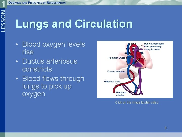 Lungs and Circulation • Blood oxygen levels rise • Ductus arteriosus constricts • Blood