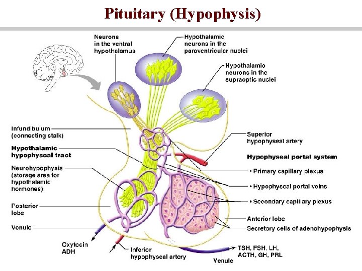 Pituitary (Hypophysis) 