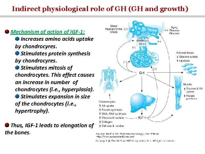 Indirect physiological role of GH (GH and growth) Mechanism of action of IGF-1: Increases