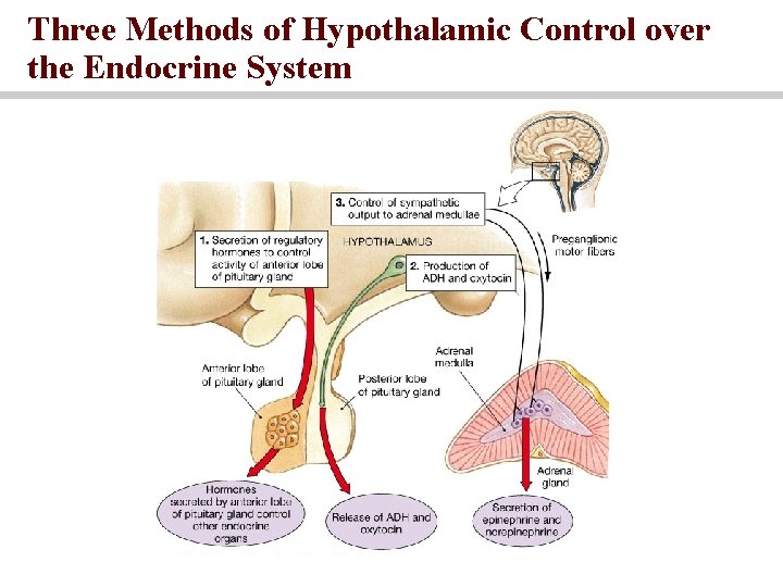 Three Methods of Hypothalamic Control over the Endocrine System 