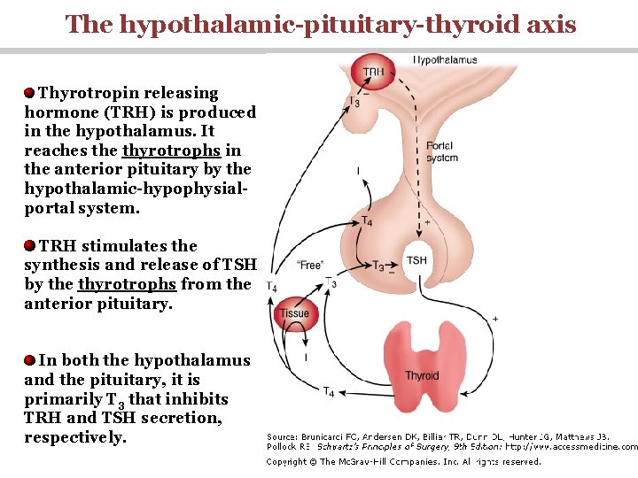 The hypothalamic-pituitary-thyroid axis Thyrotropin releasing hormone (TRH) is produced in the hypothalamus. It reaches