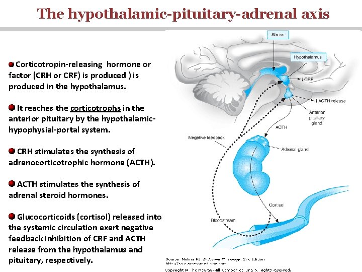 The hypothalamic-pituitary-adrenal axis Corticotropin-releasing hormone or factor (CRH or CRF) is produced in the