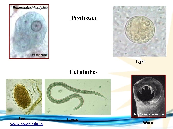 Protozoa Cyst Helminthes Egg www. soran. edu. iq Larvae Worm 
