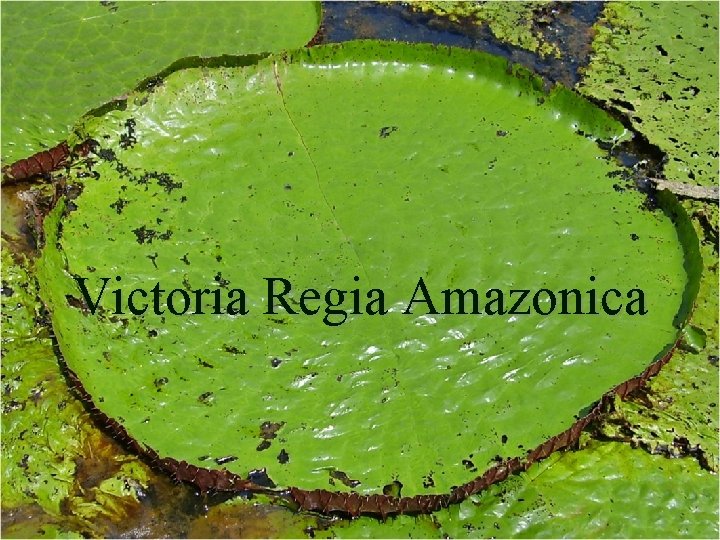 Victoria Regia Amazonica 