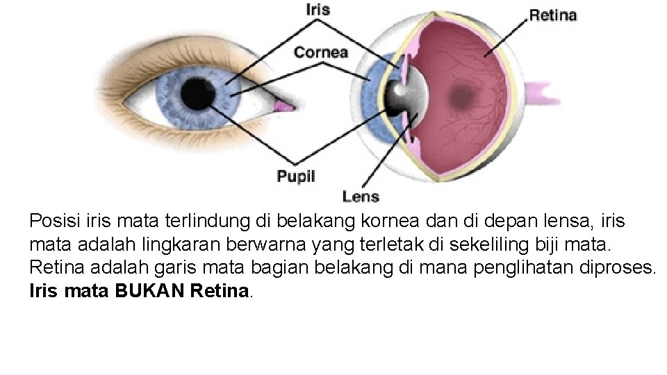 Posisi iris mata terlindung di belakang kornea dan di depan lensa, iris mata adalah