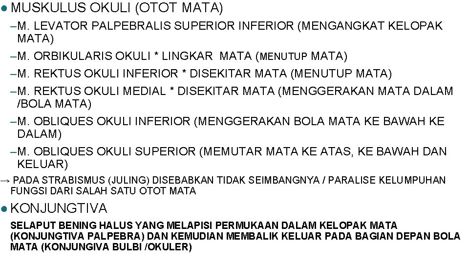 ● MUSKULUS OKULI (OTOT MATA) –M. LEVATOR PALPEBRALIS SUPERIOR INFERIOR (MENGANGKAT KELOPAK MATA) –M.