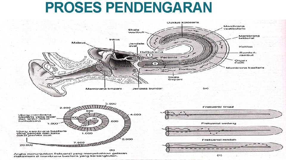 PROSES PENDENGARAN ●. . 