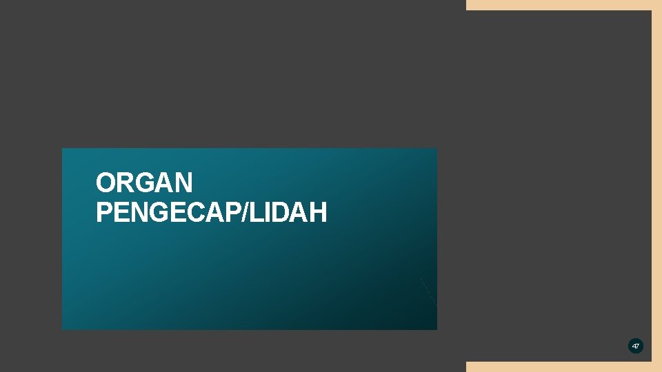 ORGAN PENGECAP/LIDAH 47 