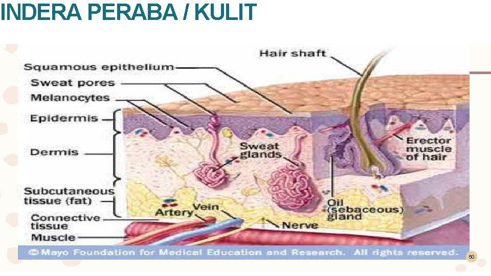 INDERA PERABA / KULIT 50 