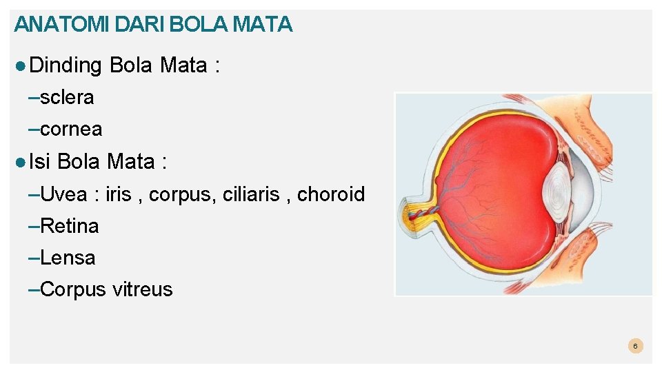 ANATOMI DARI BOLA MATA ● Dinding Bola Mata : –sclera –cornea ● Isi Bola