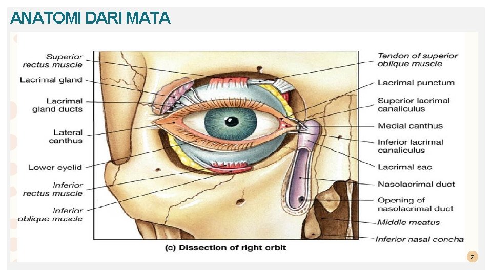 ANATOMI DARI MATA 7 