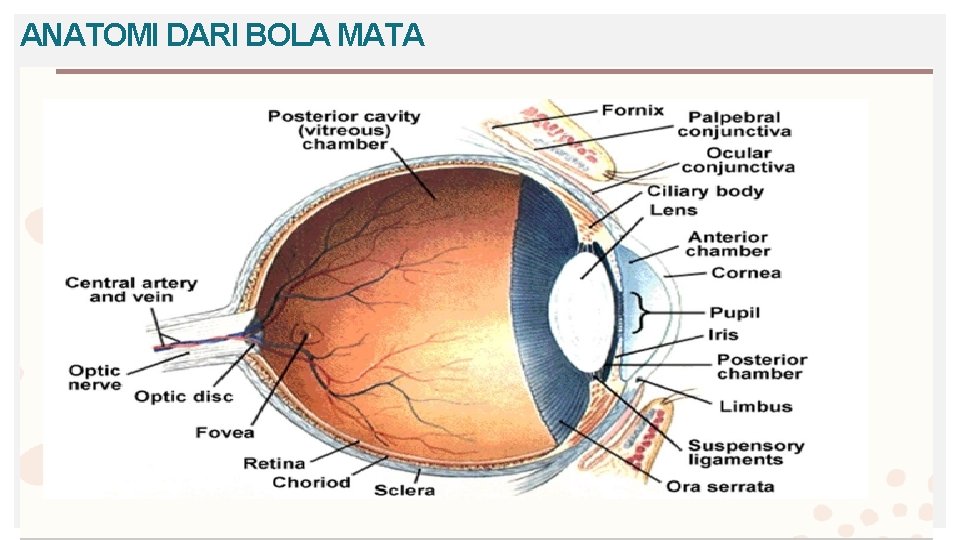 ANATOMI DARI BOLA MATA 9 