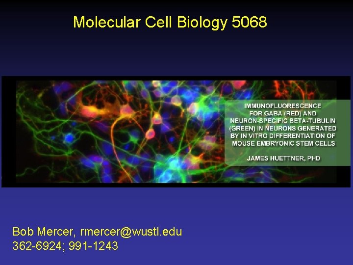 Molecular Cell Biology 5068 Bob Mercer, rmercer@wustl. edu 362 -6924; 991 -1243 