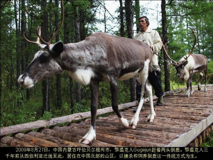 An Ewenki man named Gugejun walks with two reindeer on August 27, 2009 in