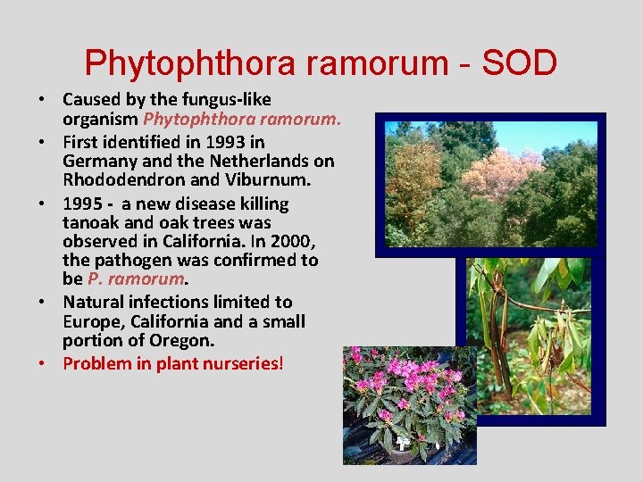 Phytophthora ramorum - SOD • Caused by the fungus-like organism Phytophthora ramorum. • First
