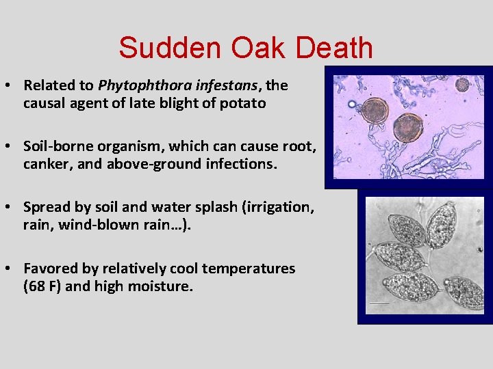 Sudden Oak Death • Related to Phytophthora infestans, the causal agent of late blight