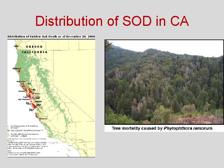 Distribution of SOD in CA 