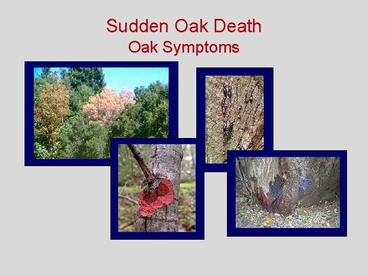Sudden Oak Death Oak Symptoms 