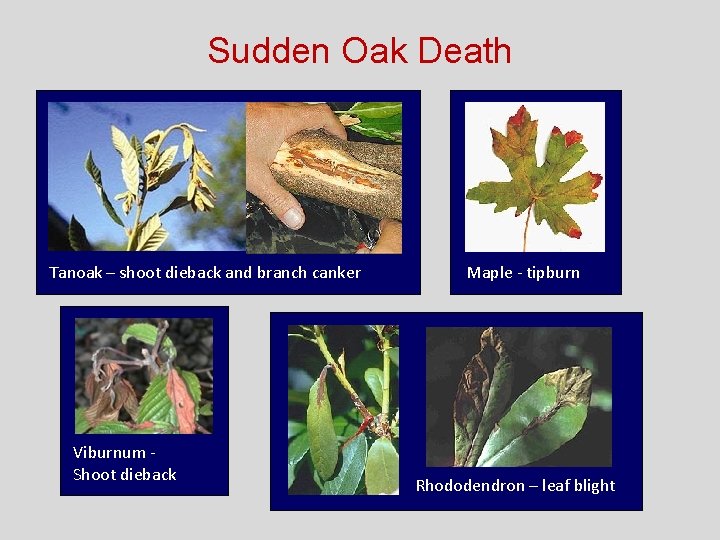 Sudden Oak Death Tanoak – shoot dieback and branch canker Viburnum Shoot dieback Maple