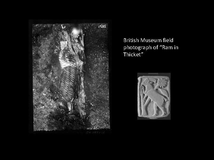 British Museum field photograph of “Ram in Thicket” British Museum field photograph of “Ram in Thicket”