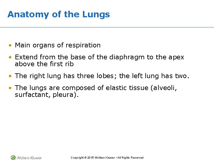 Anatomy of the Lungs • Main organs of respiration • Extend from the base